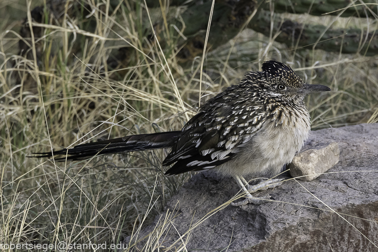 Roadrunner - Big Bend National Park